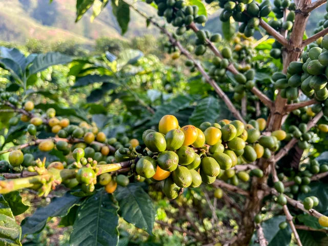 Nicaragua - Blueberry Candy