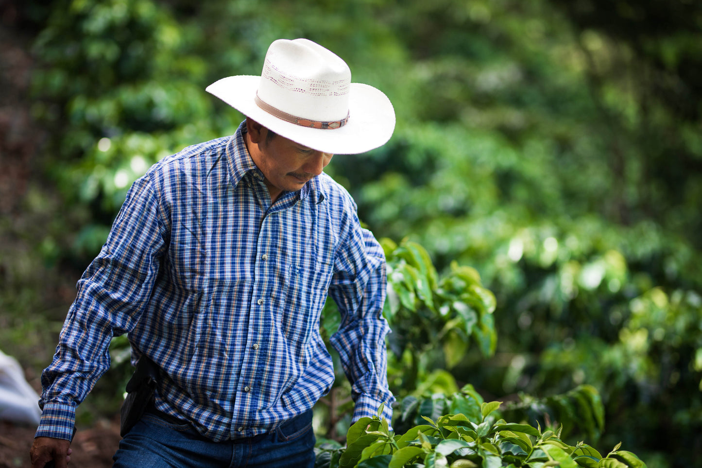 NEW COFFEE OF THE MOMENT! Honduras - Renan Bajurto (1-2-1)