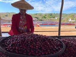 NEW Coffee of the Moment - MYANMAR: Red Catuai - Natural Process