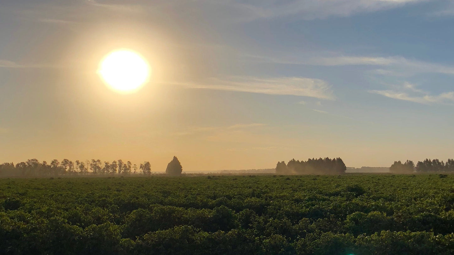 BRAZIL - Daterra: Monte Cristo