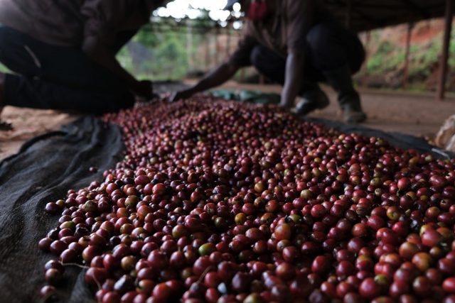 KENYA - Acacias 'AA'