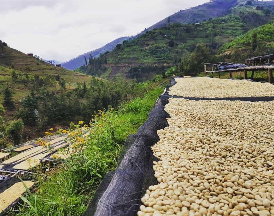 ETHIOPIA - Mocha Sidamo