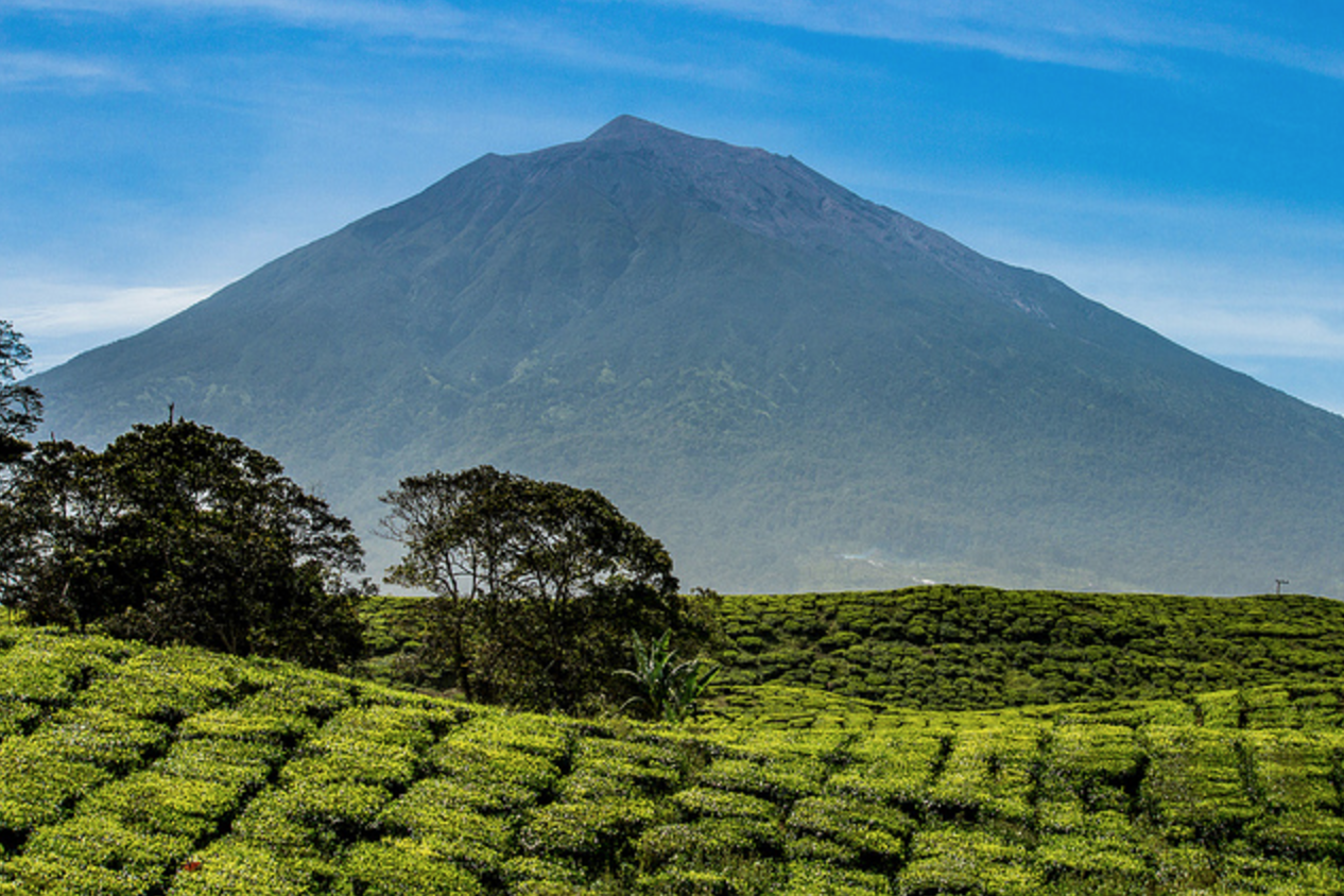 BLUE SUMATRA - Mandheling 'Permata Gayo'