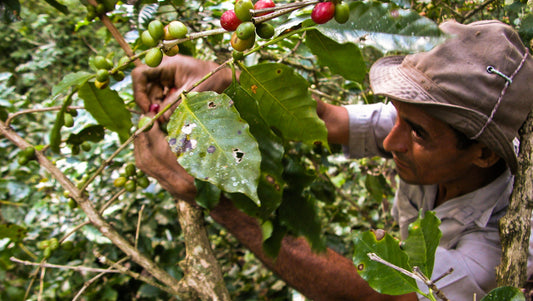 CUBA -  Serrano Superior