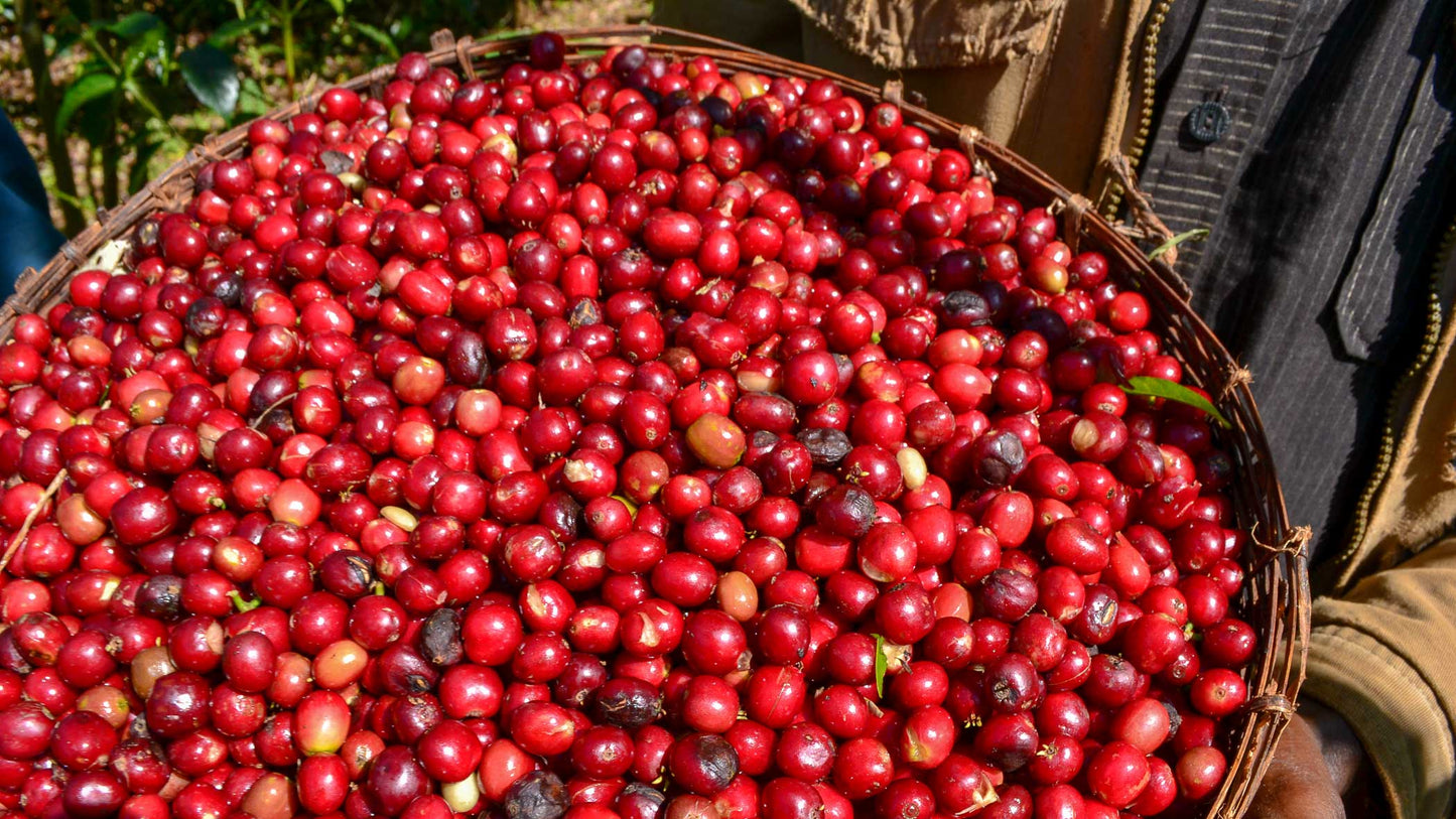 ETHIOPIA - Yirgacheffe Sweet Berry